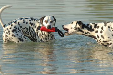 Two dalmatian dogs swimming in water with toy