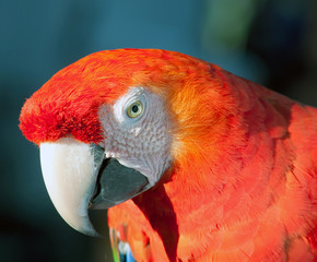 colorful parrot