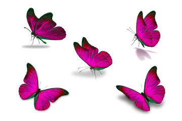 Obraz premium piąty różowy motyl