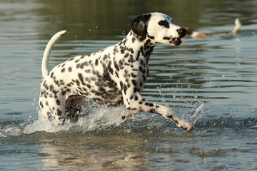 Dalmatian dog running in a lake