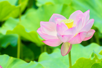 The Lotus Flower.Background is the lotus leaf.Shooting location is Yokohama, Kanagawa Prefecture Japan.