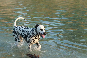 Dalmatian dog running through the water