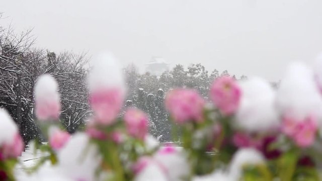 Snow covered flowers in Osaka Japan.