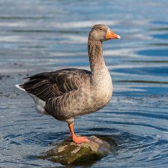 Greylag goose, Anser anser, colorful goose
