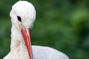 Portait of a white stork © Christian Kaehler