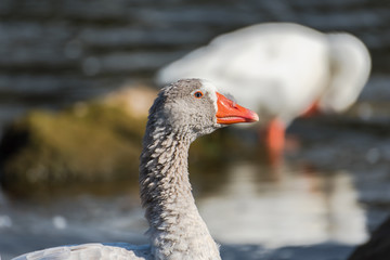 Greylag goose, Anser anser, colorful goose
