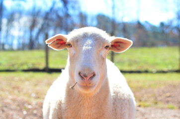 Fototapeta premium Here's looking at you