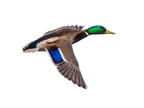 Flying Mallard Male Duck On White