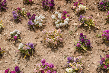 Alyssum flowers on the ground