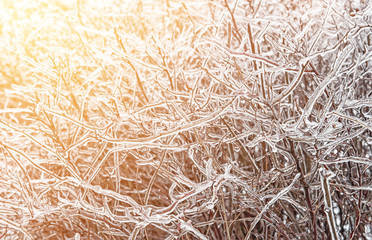 Freezing rain is a natural phenomenon on the shrub in autumn day. The horizontal frame.