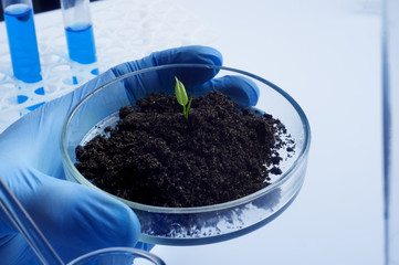 science, biology, ecology, research and people concept - close up of scientist hands holding petri dish with plant and soil sample in bio laboratory