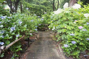 Obraz premium 紫陽花満開