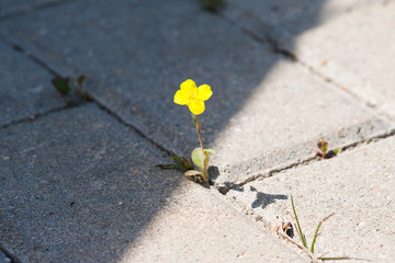 Flower on a road