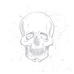 hand drawn anatomy skull with different tones and lines. Vector