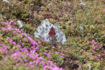 Westmöwe Küken (Larus occidentalis) in Kalifornien. USA