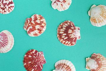 seashells on a bright background
