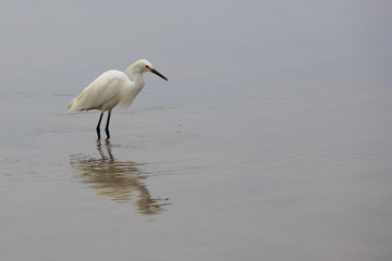 Hungry Egret