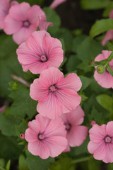 Beautiful lavatera flowers. Pink lavatera flowers in the blurry green background.