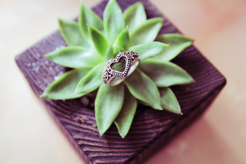 Silver heart on plant