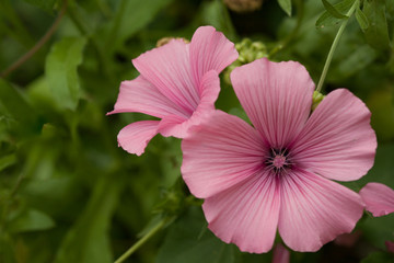 Beautiful lavatera flowers. Pink lavatera flowers in the blurry green background.
