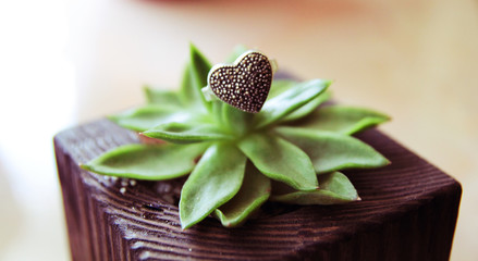 Silver heart on plant