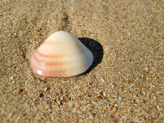 Fototapeta na wymiar Beautiful soft shell on turkish beach