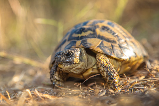 Hermann's tortoise (Testudo hermanni) are small to medium-sized tortoises from southern Europe