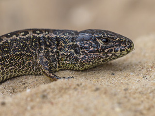 Wild Sand Lizard Portrait