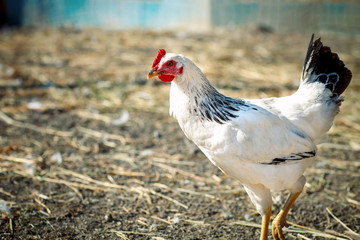 Chicken on a poultry farm.