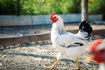 Chicken on a poultry farm.
