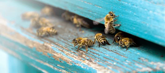Fotobehang Bij Het leven van bijen. Werkbijen. De bijen brengen honing.