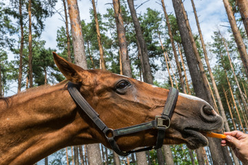Funny horse eats carrot summer outdoors.