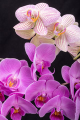 Beauty colorful orchid flowers isolated on black background