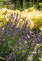 Garden with the flourishing Lavender and Oregano