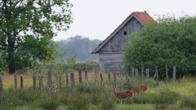 Wachsames Rehwild auf Viehweide, Mai