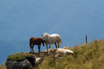 Naklejka premium Horses and cows