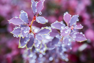 Small autumn leaf with rain drop. Selective focus