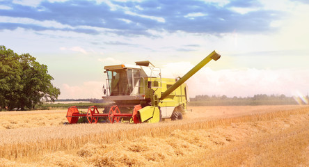 Fototapeta na wymiar Harvesting machine harvesting wheat crops