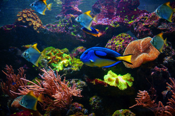 Obraz na płótnie Canvas Colored fish on the bottom of the aquarium
