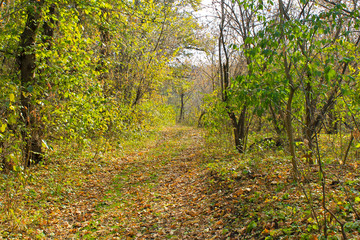 Dirty rural road in the forest on autumn