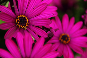 Obraz premium Beautiful flowers, summer season, France