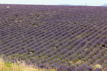 Valensole lavender fields