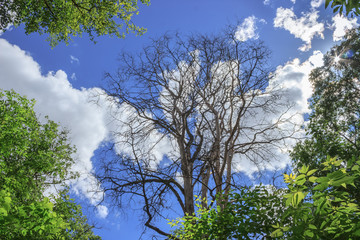 Dry tree in a summer forest on background of blue sky with white clouds. Horizontal view.