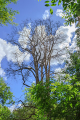 Dry tree in a summer forest on background of blue sky with white clouds. Vertical view.