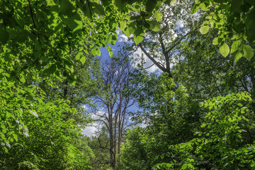 The old dead tree surrounded by green deciduous forest.