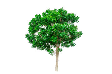 Fototapeta premium Green tree isolated on white background.