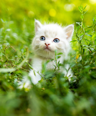 Little kitten in green grass in the park