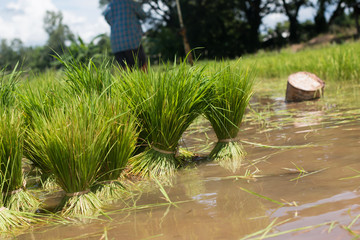 Rice tree in the paddy  fields with Sunshine in the morning
