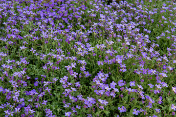 detail of purple flowers