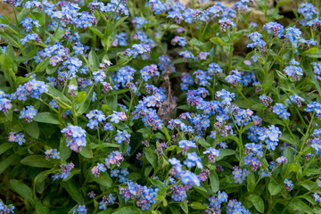 blue myosotis